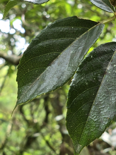 Actinidia rufa, photograph 3