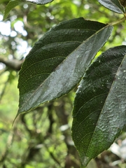 Actinidia rufa, photograph (c) 賴碧珠, some rights reserved (CC BY)