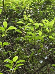 Actinidia rufa, photograph (c) 賴碧珠, some rights reserved (CC BY)