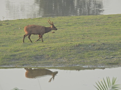 Axis porcinus