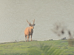 Axis porcinus