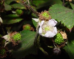 Rubus gratus