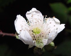 Rubus gratus