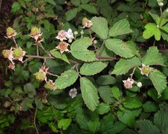 Rubus gratus