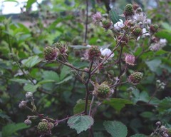Rubus gratus