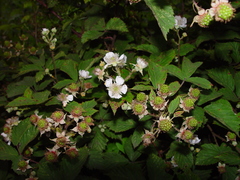 Rubus gratus