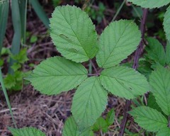 Rubus gratus