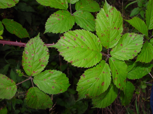 Rubus gratus (Rubus gratus)