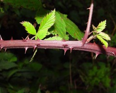 Rubus gratus
