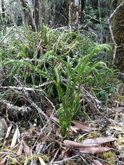 Phlegmariurus gnidioides