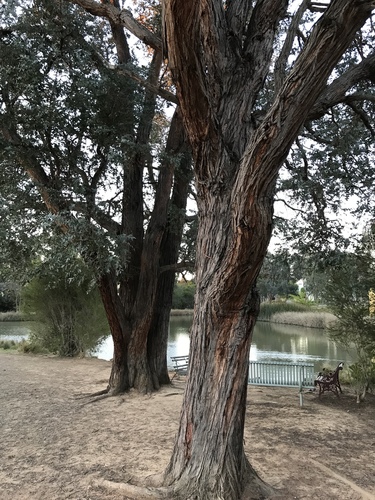 Eucalyptus cinerea
