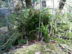 Phlegmariurus gnidioides