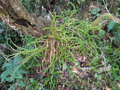 Phlegmariurus gnidioides