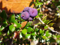 Trochocarpa cunninghamii