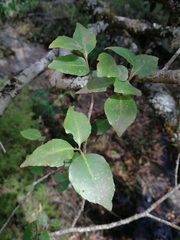 Maytenus acuminata