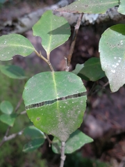 Maytenus acuminata