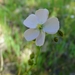 Drosera auriculata × gunniana - Photo (c) Ralph Foster, some rights reserved (CC BY-NC), uploaded by Ralph Foster