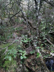 Maytenus acuminata