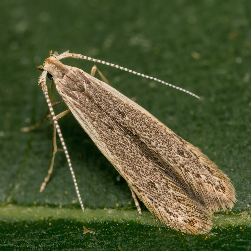 Coleophora unipunctella