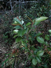 Trichocladus ellipticus