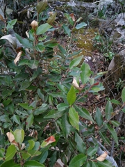 Trichocladus ellipticus