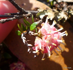 Trochocarpa cunninghamii