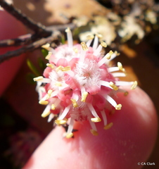 Trochocarpa cunninghamii