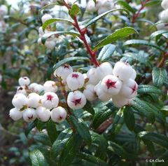 Gaultheria hispida