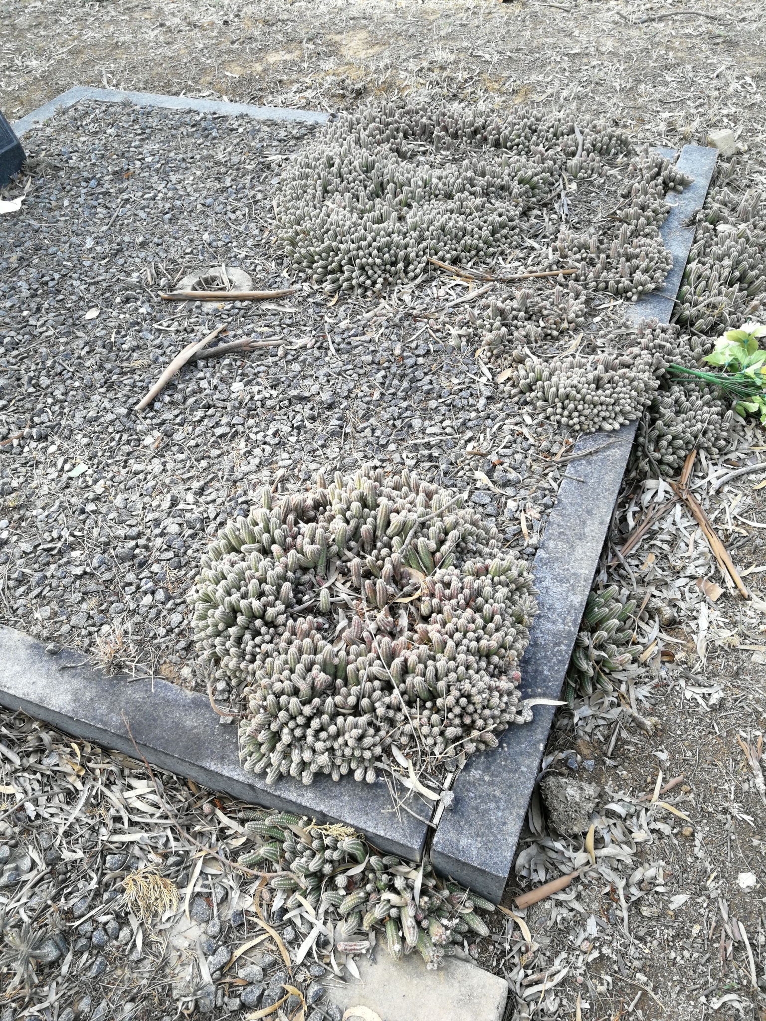 Imagem de Cacto-amendoim