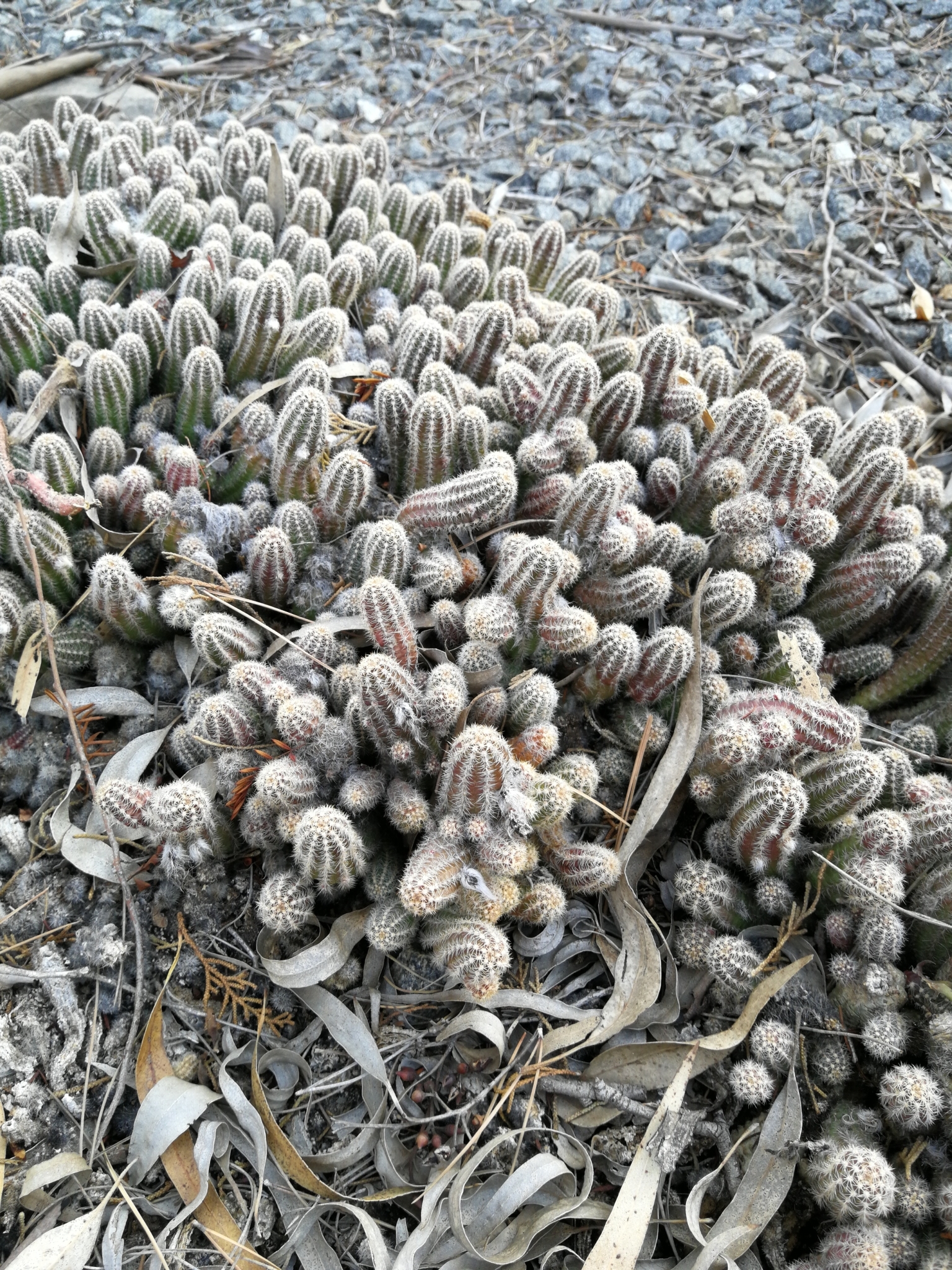Imagem de Cacto-amendoim