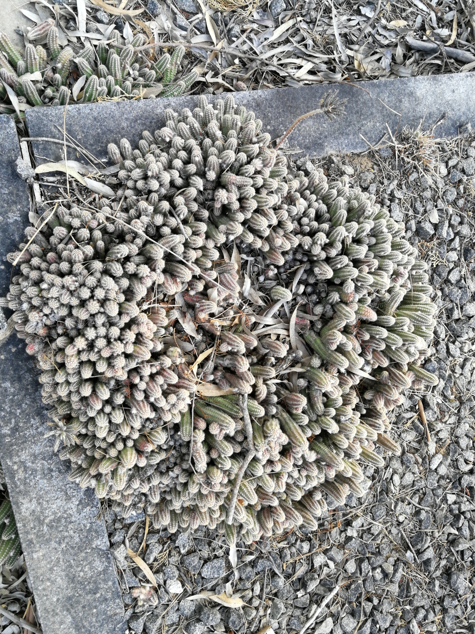 Imagem de Cacto-amendoim