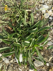 Plantago lanceolata