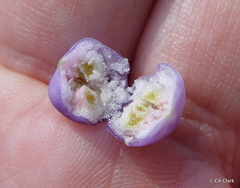 Trochocarpa cunninghamii