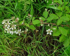 Rubus lindleianus