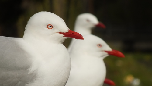 Red-billed Gull｜新西兰红嘴鸥 参考照片