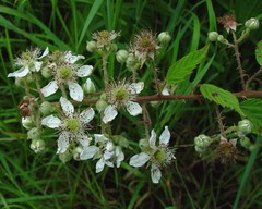Rubus lindleianus