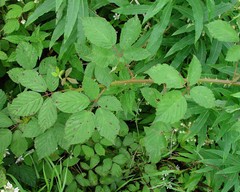 Rubus lindleianus
