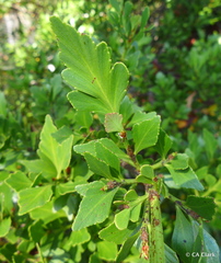 Phyllocladus aspleniifolius