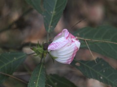 Hibiscus heterophyllus