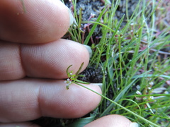 Crassula natans