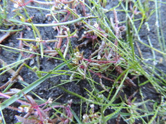 Crassula natans