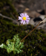 Brachyscome stuartii