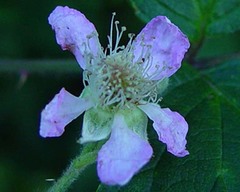 Rubus questieri