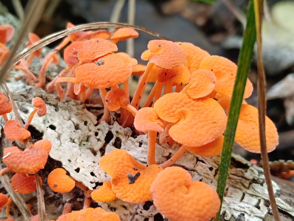 Favolaschia claudopus · April 2025 · photo: © kris_c (iNaturalist, cc0)