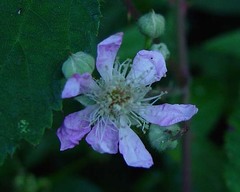 Rubus questieri