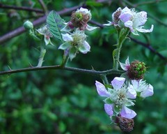 Rubus questieri