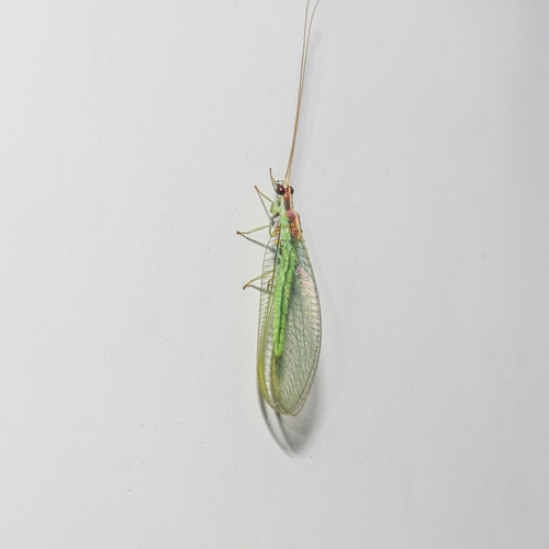 Meleoma schwarzi