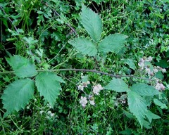 Rubus questieri