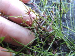 Crassula natans