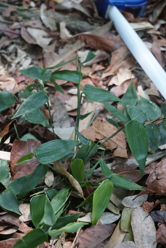 Lithachne pauciflora